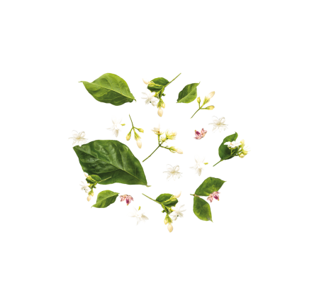 tea-300x300