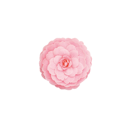 tsubaki-300x300_298387065